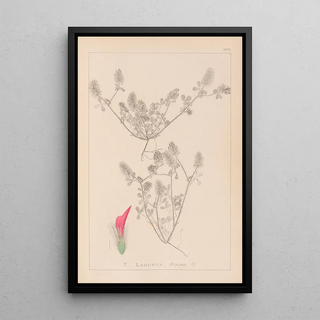 Louis Antoine Cusin - Herbier de la flore franaise Pl0336.webp