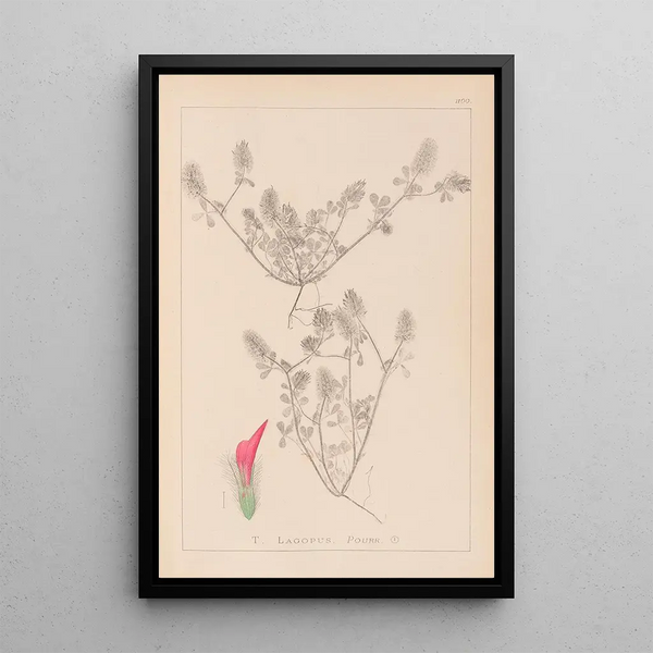 Louis Antoine Cusin - Herbier de la flore franaise Pl0336.webp