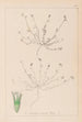 Herbier de la flore française Pl0337 - Louis Antoine Cusin — vy av konstverket
