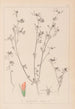 Herbier de la flore française Pl0338 - Louis Antoine Cusin — vy av konstverket