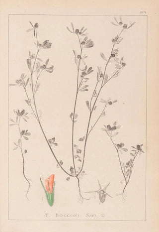 Louis Antoine Cusin - Herbier de la flore franaise Pl0338.webp