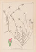 Herbier de la flore française Pl0339 - Louis Antoine Cusin — vy av konstverket