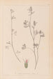 Herbier de la flore française Pl0340 - Louis Antoine Cusin — vy av konstverket