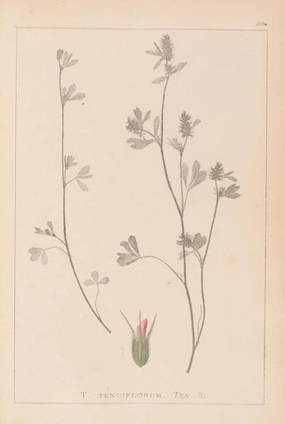 Louis Antoine Cusin - Herbier de la flore franaise Pl0340.webp
