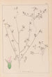 Herbier de la flore française Pl0341 - Louis Antoine Cusin — vy av konstverket