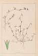 Herbier de la flore française Pl0342 - Louis Antoine Cusin — vy av konstverket
