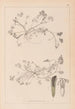 Herbier de la flore française Pl0343 - Louis Antoine Cusin — vy av konstverket