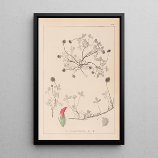 Louis Antoine Cusin - Herbier de la flore franaise Pl0344.webp