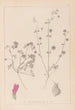 Herbier de la flore française Pl0345 - Louis Antoine Cusin — vy av konstverket