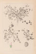 Herbier de la flore française Pl0346 - Louis Antoine Cusin — vy av konstverket