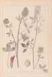 Herbier de la flore française Pl0347 - Louis Antoine Cusin — vy av konstverket