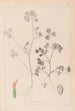 Herbier de la flore française Pl0348 - Louis Antoine Cusin — vy av konstverket