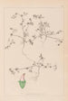 Herbier de la flore française Pl0349 - Louis Antoine Cusin — vy av konstverket