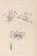 Herbier de la flore française Pl0350 - Louis Antoine Cusin — vy av konstverket