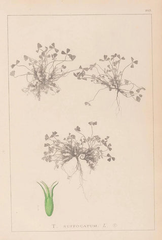 Louis Antoine Cusin - Herbier de la flore franaise Pl0350.webp