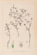 Herbier de la flore française Pl0351 - Louis Antoine Cusin — vy av konstverket