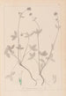 Herbier de la flore française Pl0352 - Louis Antoine Cusin — vy av konstverket