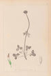 Herbier de la flore française Pl0353 - Louis Antoine Cusin — vy av konstverket