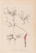 Herbier de la flore française Pl0354 - Louis Antoine Cusin — vy av konstverket
