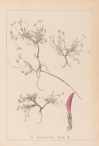 Louis Antoine Cusin - Herbier de la flore franaise Pl0354.webp