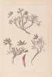 Herbier de la flore française Pl0355 - Louis Antoine Cusin — vy av konstverket