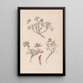 Louis Antoine Cusin - Herbier de la flore franaise Pl0355.webp