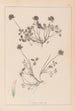 Herbier de la flore française Pl0356 - Louis Antoine Cusin — vy av konstverket