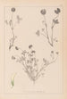 Herbier de la flore française Pl0357 - Louis Antoine Cusin — vy av konstverket