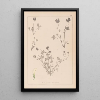 Louis Antoine Cusin - Herbier de la flore franaise Pl0357.webp