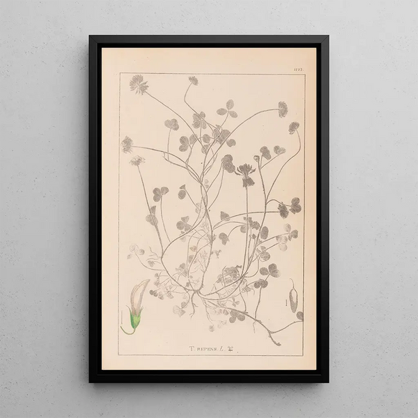 Louis Antoine Cusin - Herbier de la flore franaise Pl0358.webp