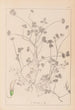 Herbier de la flore française Pl0358 - Louis Antoine Cusin — vy av konstverket