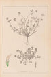 Herbier de la flore française Pl0359 - Louis Antoine Cusin — vy av konstverket