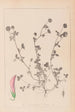 Herbier de la flore française Pl0360 - Louis Antoine Cusin — vy av konstverket