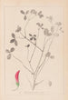 Herbier de la flore française Pl0361 - Louis Antoine Cusin — vy av konstverket