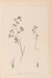 Herbier de la flore française Pl0362 - Louis Antoine Cusin — vy av konstverket