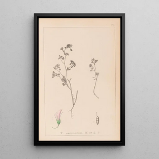 Louis Antoine Cusin - Herbier de la flore franaise Pl0362.webp