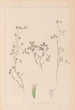 Herbier de la flore française Pl0363 - Louis Antoine Cusin — vy av konstverket