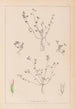 Herbier de la flore française Pl0364 - Louis Antoine Cusin — vy av konstverket