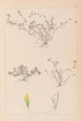 Herbier de la flore française Pl0365 - Louis Antoine Cusin — vy av konstverket