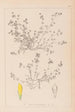 Herbier de la flore française Pl0366 - Louis Antoine Cusin — vy av konstverket