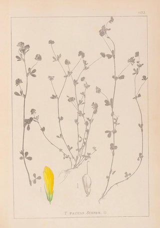 Louis Antoine Cusin - Herbier de la flore franaise Pl0367.webp