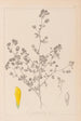 Herbier de la flore française Pl0368 - Louis Antoine Cusin — vy av konstverket