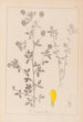 Herbier de la flore française Pl0370 - Louis Antoine Cusin — vy av konstverket