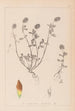 Herbier de la flore française Pl0371 - Louis Antoine Cusin — vy av konstverket