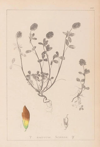 Louis Antoine Cusin - Herbier de la flore franaise Pl0371.webp