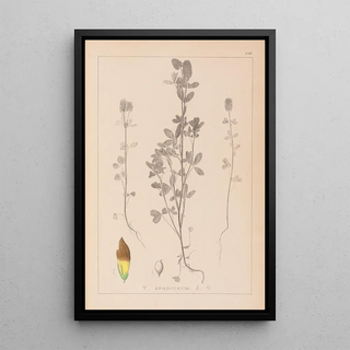 Louis Antoine Cusin - Herbier de la flore franaise Pl0372.webp
