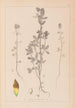 Herbier de la flore française Pl0372 - Louis Antoine Cusin — vy av konstverket