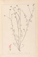 Herbier de la flore française Pl0373 - Louis Antoine Cusin — vy av konstverket