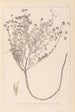 Herbier de la flore française Pl0374 - Louis Antoine Cusin — vy av konstverket