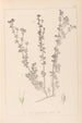 Herbier de la flore française Pl0375 - Louis Antoine Cusin — vy av konstverket